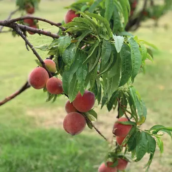 Galeria de Fotos Hotel Boutique Finca del Sacramento.