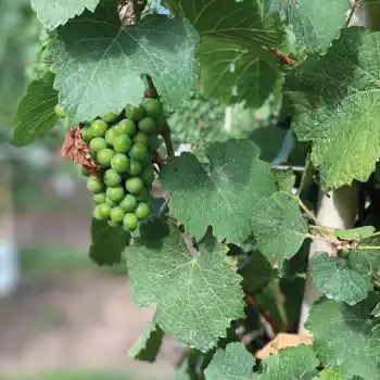 Galeria de Fotos Hotel Boutique Finca del Sacramento.